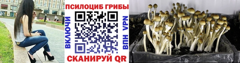 Купить закладки  Камень-на-Оби  Галлюциногенные грибы мухоморы 
